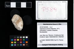 Foto (Objekt + Etikett) von Gastrosacus eminens (Blaschke, 1911)  (NHMW-GEO-2014-0194-0589)